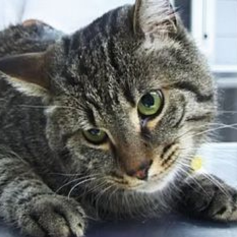 Das Vestibularsyndrom bei Hund und Katze hundkatzepferd